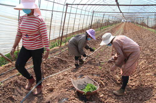 图1该镇督捕府村赵永根家正在移栽番茄.JPG