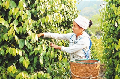 胡椒种植成为群众脱贫致富的主导产业 曹松林 摄.jpg